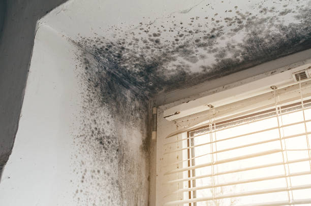 Affordable Basement Mold Removal solutions in Westwood, PA