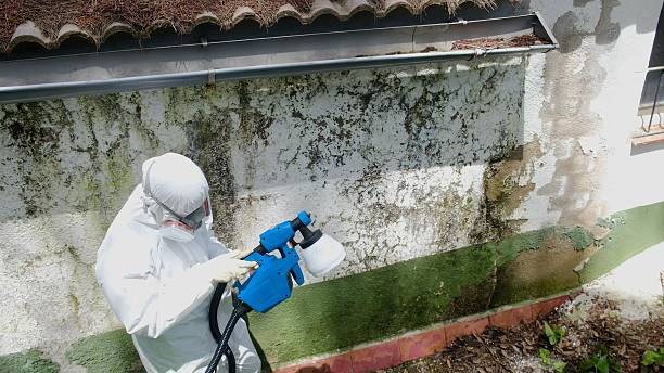 Top rated local Basement Mold Removal specialists in Westwood, PA